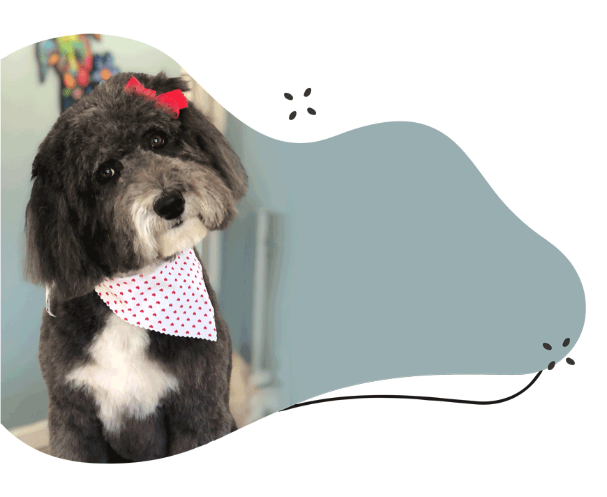 https://animalcrackerssouthlyon.com/wp-content/uploads/2021/07/Dog-Grooming-Quote.png