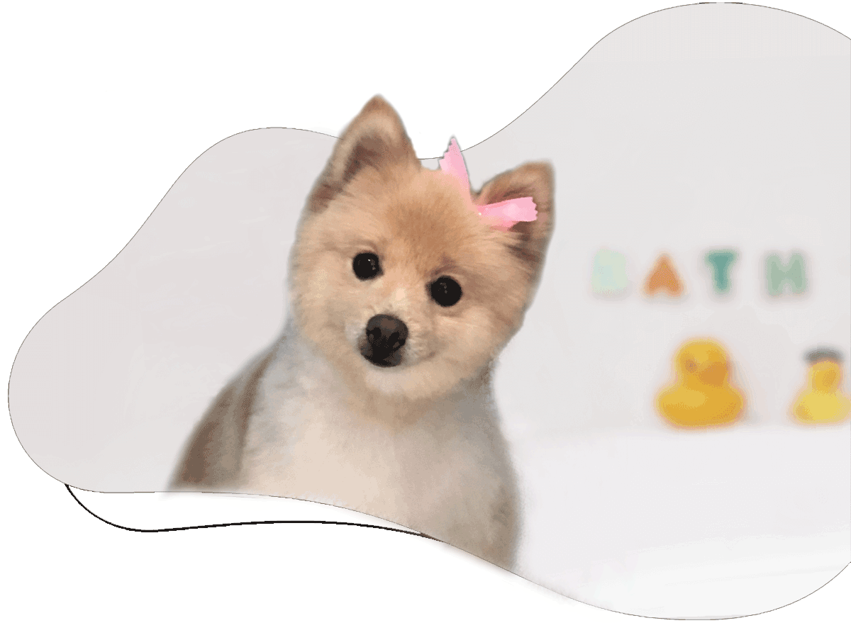 https://animalcrackerssouthlyon.com/wp-content/uploads/2021/07/hartland-Animal-crackers-dog-bathing.png